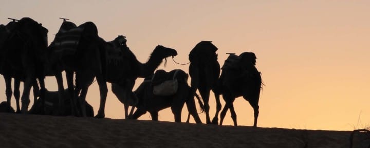 Camels with the sunset_Source NOSADE