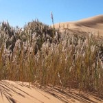 Desert Oasis Sahara Morocco_Source NOSADE