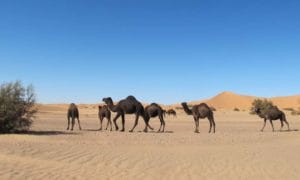 dromedaries-sahara-desert_source-nosade