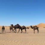 Dromedaries Sahara Desert_Source NOSADE
