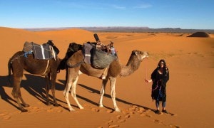 Dromedary Caravan Sahara Desert_Source NOSADE