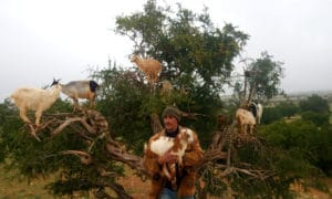 goats-in-argan-trees-morocco_source-nosade