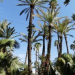 green-marrakech-gardens_source-nosade