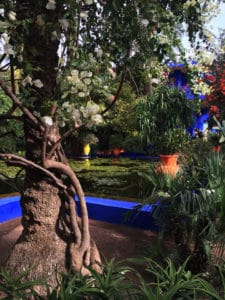 Jardin Majorelle Marrakech01_Source NOSADE