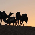 Karawane Sahara Wüste_Source NOSADE