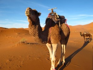 Morocco Sahara Desert Erg Chebbi Camel Dromedar_Source NOSADE