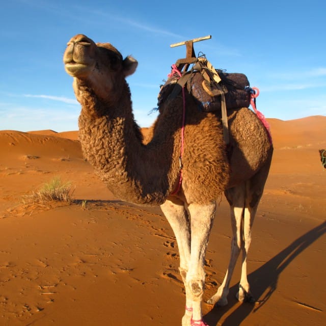 Desert Tours in Morocco - NOSADE