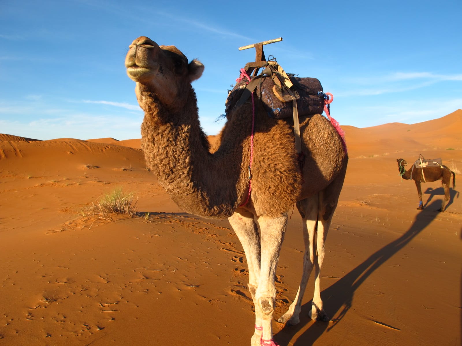 Desert Tours in Morocco - NOSADE