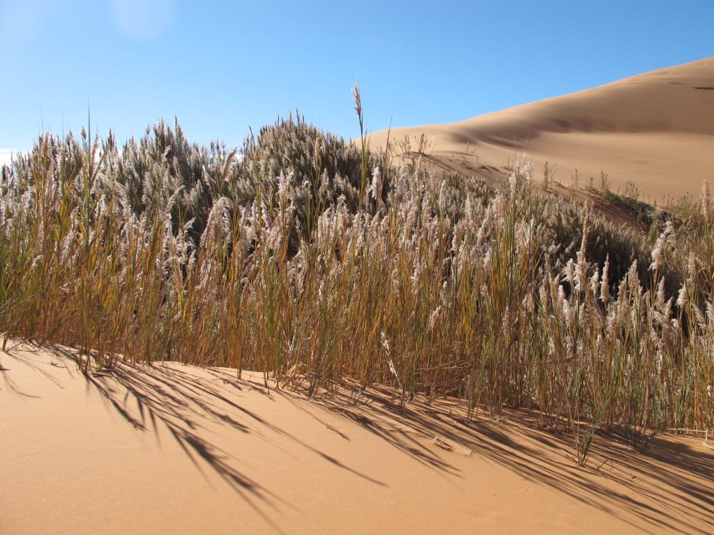 Oasis Sea Of Sands Erg Chebbi Morocco Sahara Desert Source Nosade - Nosade