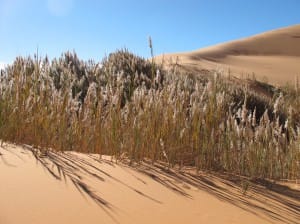 Oasis Sea of Sands Erg Chebbi Morocco Sahara Desert_Source NOSADE