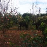 paradis-du-safran-donkeys_source-nosade