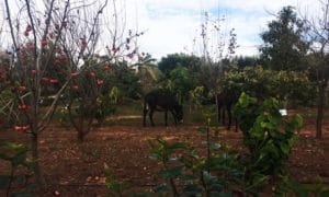paradis-du-safran-donkeys_source-nosade